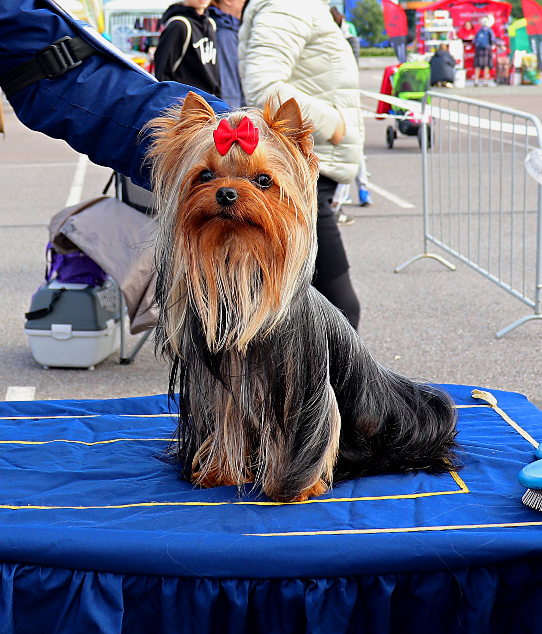 LESANZH HIROKI MASAO — Labaza DogPedigree YorkshireTerrier